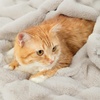 image:imageCozy Bliss Deluxe Striped Rabbit Faux Fur Throw Blanket Soft Fluffy Warm Plush Blanket for Winter Modern Homr Decor Tiedye Grey 60x80Stripe  Beige