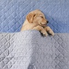 image:imageCozy Bliss Leakproof Cooling Blanket for Medium Dogs  QMax 05 Durable amp Washable Dog Cooling Mat for Hot Weather Soft Pet Throw amp Couch Protector for Dogs amp Cats 30x40 Inch Heather Silver GreyHeather Silver Grey