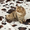 image:imageCozy Bliss Leopard Print Fuzzy Throw Blanket for Couch  Thick Soft Warm Fleece Blankets for Room Decor for Kids Women Men Girls Brown Cheetah 5060Black Brown
