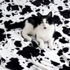 image:imageCozy Bliss Leopard Print Fuzzy Throw Blanket for Couch  Thick Soft Warm Fleece Blankets for Room Decor for Kids Women Men Girls Brown Cheetah 5060Black White